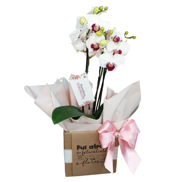 Mini Orqudea no box quadrado