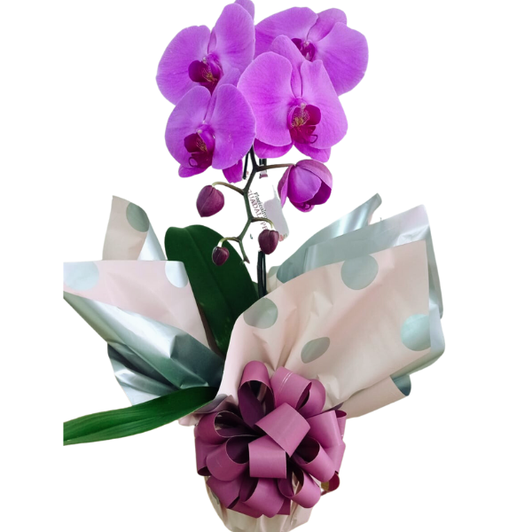 Orquídea Phalaenopsis Cascata