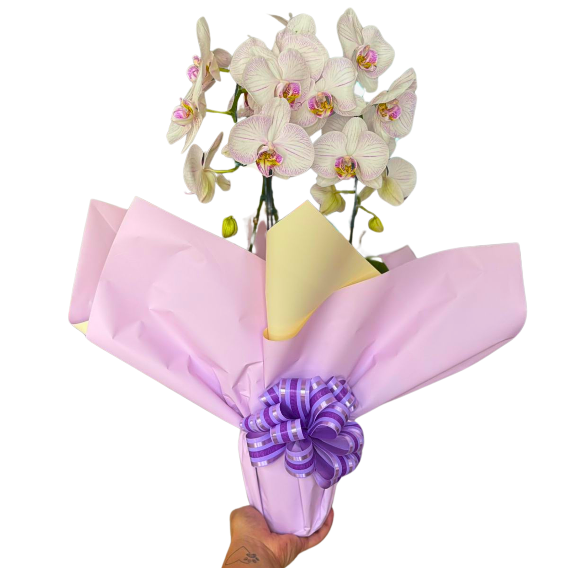 Orqudeas